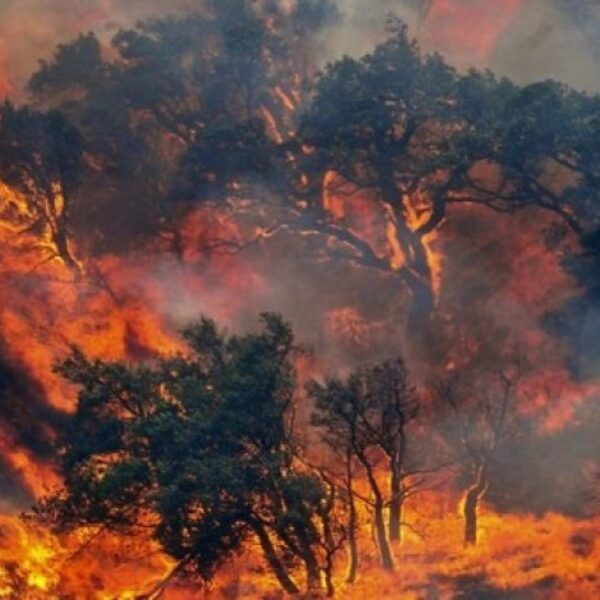 Premsa d'arreu de Catalunya recull la sentència dels Incendis del 1994 al Berguedà